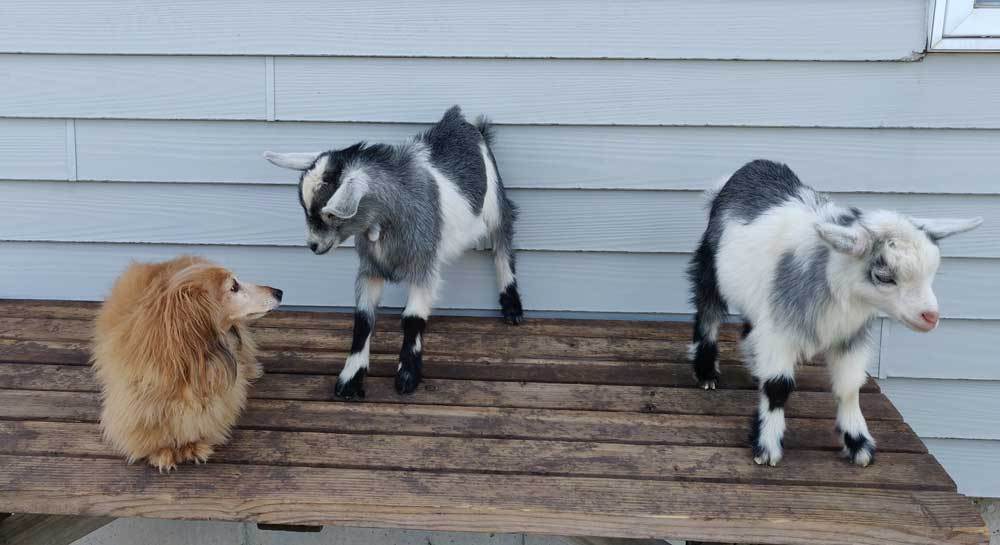 Dog and Goats