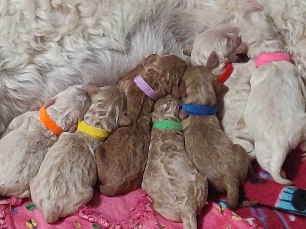 Spearfish goldendoodle puppies for sale